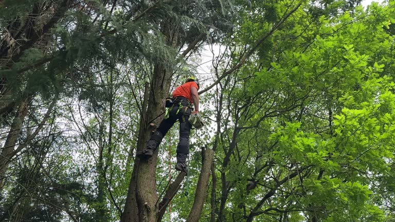 Best Fruit Tree Pruning  in Alondra Park, CA